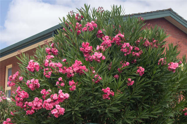 女孩嘴含夾竹桃拍照后中毒送醫(yī)上熱搜??！病從口入絕不是玩笑話